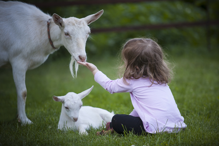 Little Girl Feeding The Goats
